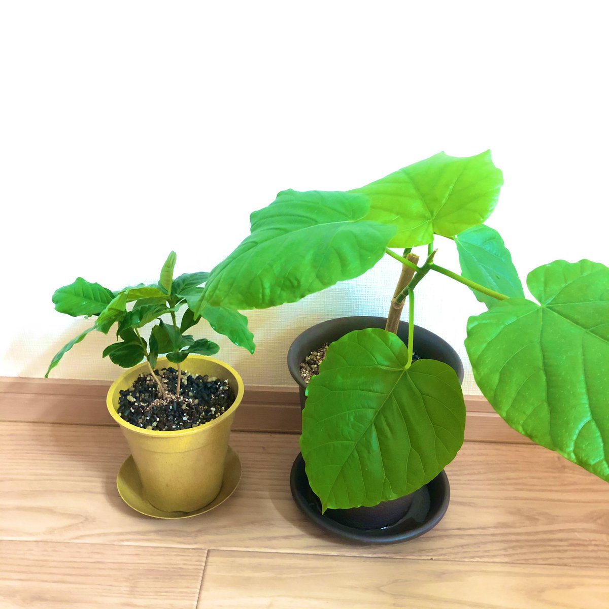 Pf 朝はコーヒーの木と挿木ウンベラータを植え替えた コーヒーの木は新葉 の縁が茶色くなっていたので 怪しいなと思い ウンベラータも新葉が出る感じがなくなってしまっていて 葉っぱは大きくなっていたのかも どちらも根が張っていた 小さい鉢から Pf 朝はコーヒーの木と挿木ウンベラータを植え替えた コーヒーの木は新葉 の縁が茶色くなっていたので 怪しいなと思い ウンベラータも新葉が出る感じがなくなってしまっていて 葉っぱは大きくなっていたのかも どちらも根が張っていた 小さい鉢から
