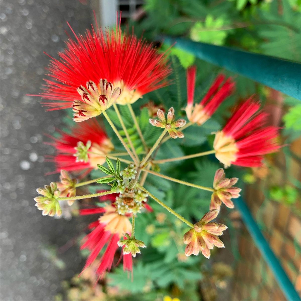 わたこ Ar Twitter ネムノキ 合歓の木 触ると葉を閉じるオジギソウと違い ネムノキの葉は触っただけでは閉じません 夜になると まるで眠るようにゆっくりと閉じていくのです 花言葉は 歓喜 胸のときめき 会えてよかった ᵔᴥᵔ Flowers ネムノキ