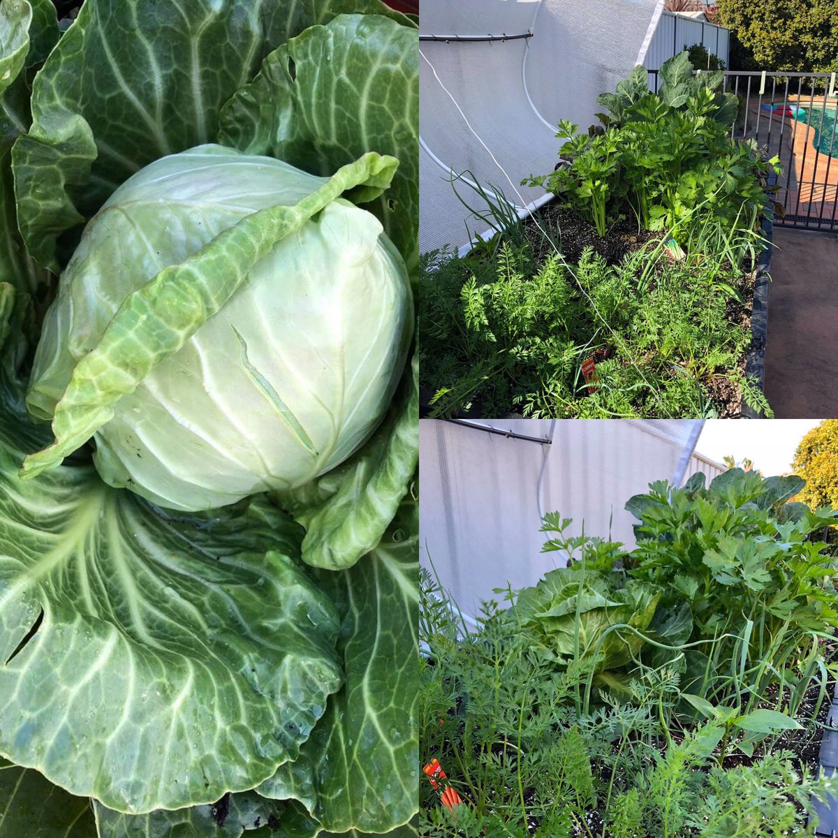vegepod's tweet image. My first cabbage, harvested after just 7 weeks. I love my new Vegepod!

Repost - Robyn Johnston, Vegepod Owners Facebook Page

Large Vegepod on Stand - Blue Mountains, NSW

#Podtoplate #homeharvest #patchtoplate #harvest #goodfood #cleaneating #raisedgardenbed #growyourown