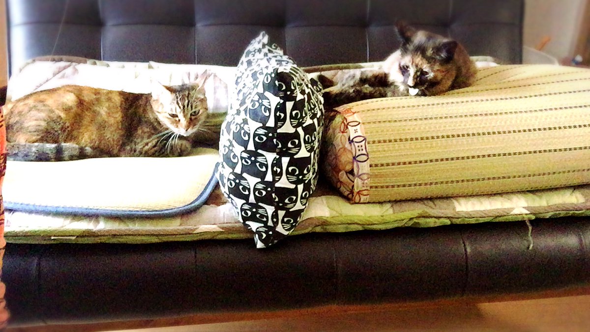 cats22222's tweet photo. おはようございますにゃ😺
毎日繰り広げられるソファー(ござ)
争奪戦に試行錯誤して今のところこんな感じになりました^^;
やれやれ💧

#保護猫ポンコちゃん #サビ猫 #子猫 #猫  #2020年7月18日保護 #保護猫愛ちゃん  #里親募集_鳥取 #保護猫 #TNR #animalsaver  #動物保護活動支援品メルカリ販売中 https://t.co/2oHY6ceXYf
