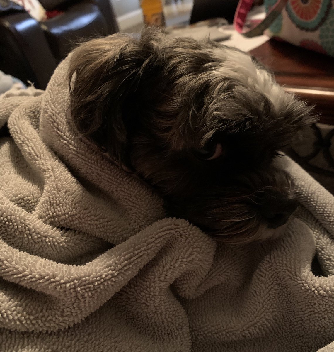 BeanPaisley's tweet photo. Someone made me take a bath. Not cool. 😒 This is my “I deserve more treats” look. 😏
#dogsoftwitter
#bathboycott
#cleanpup
#treatsfordays https://t.co/WUwuc8QBOL