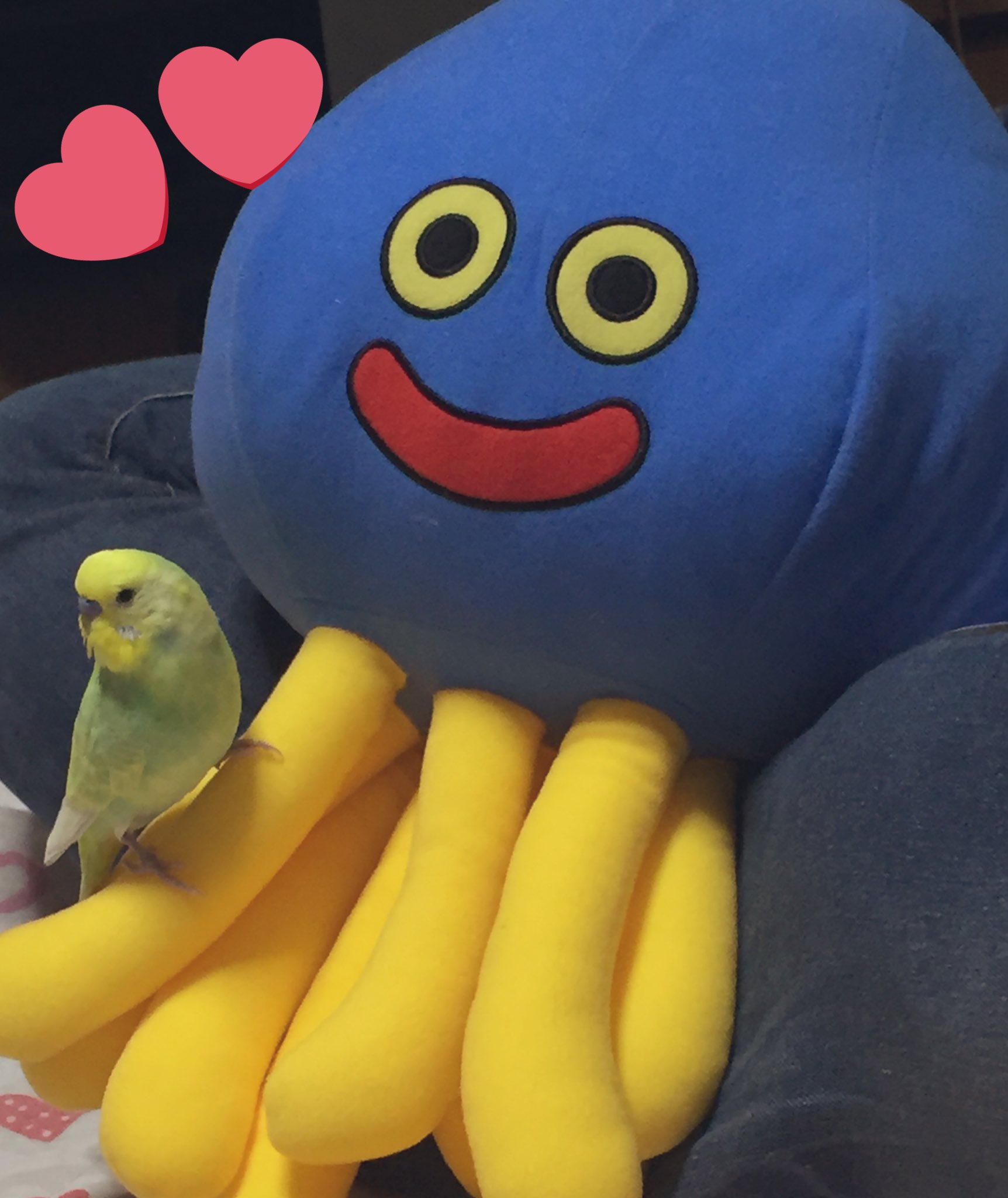 ぱんだこっこぱんだ Ipadの壁紙かわいいでしょ インコとホイミン T Co Liy8w9mhon Twitter