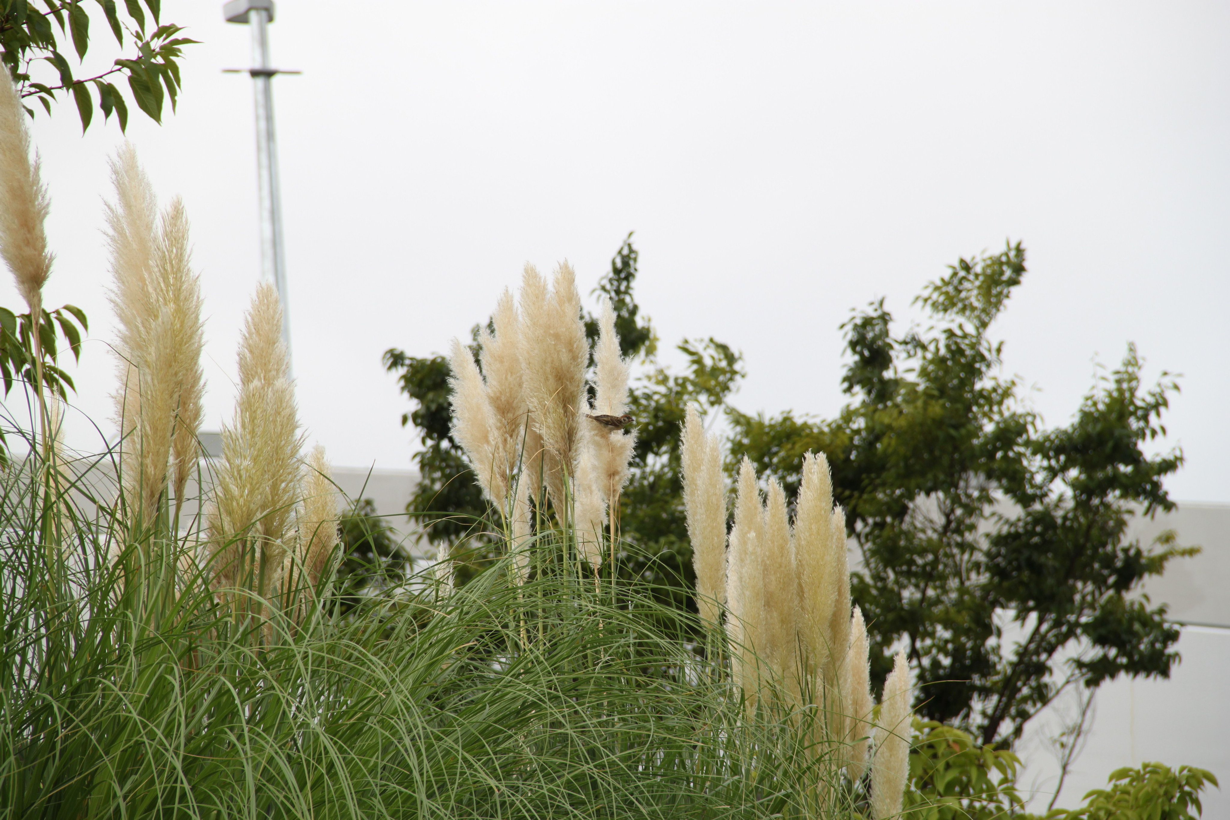 江東区 季節の花 パンパスグラス 豊洲六丁目公園では 秋の七草の尾花 ススキ の仲間 パンパスグラス が大きな穂をつけ 秋の訪れを知らせています もうじき涼しい風も吹きはじめます 季節を感じに訪れてみてはいかがでしょうか 江東区 みどり