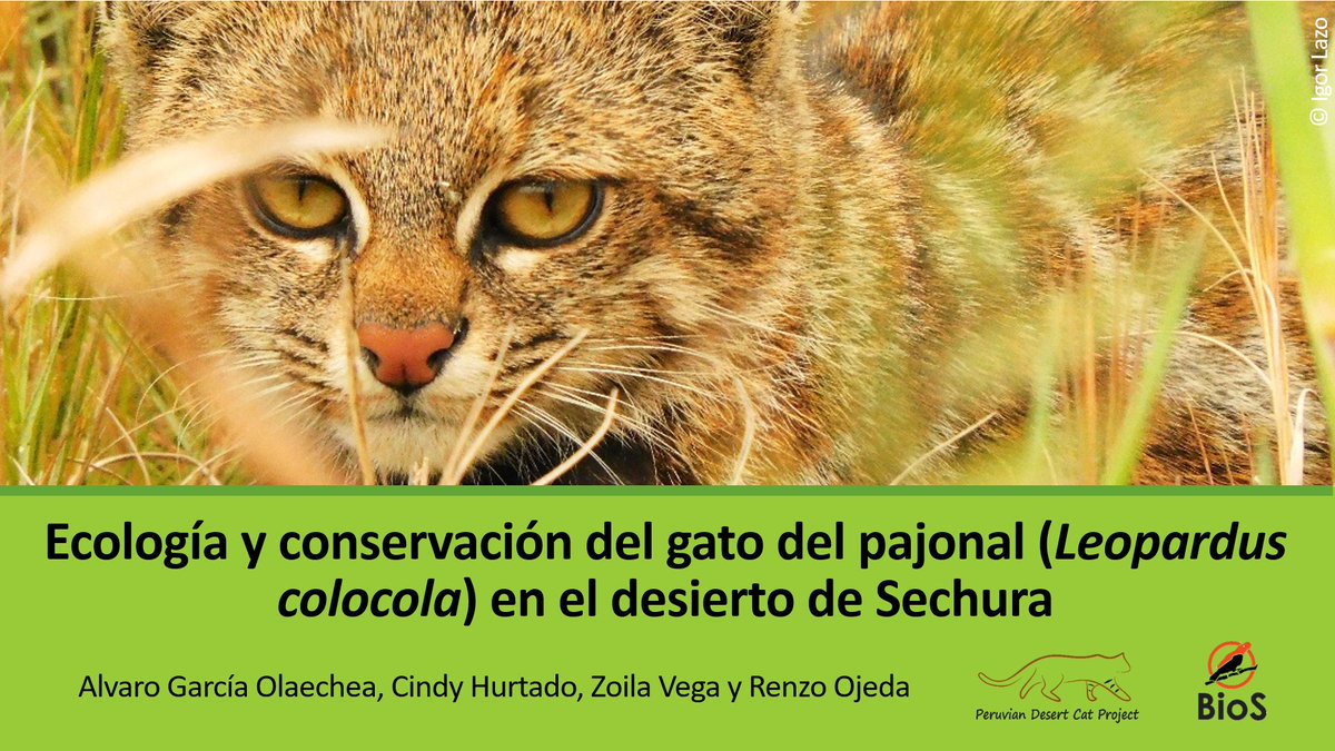 alvaro_garcia_o's tweet photo. If you want to listen 17 minutes of our #PeruvianDesertCat project, you can watch the talk on this link https://t.co/shh1OGdRCS and go to the minute 42 to practice your Spanish 😉 @CindyM_Hurtado. Thank to @BigCatRescue, @IDEAWILD, @smallwildcats https://t.co/JDnvaPKwQN