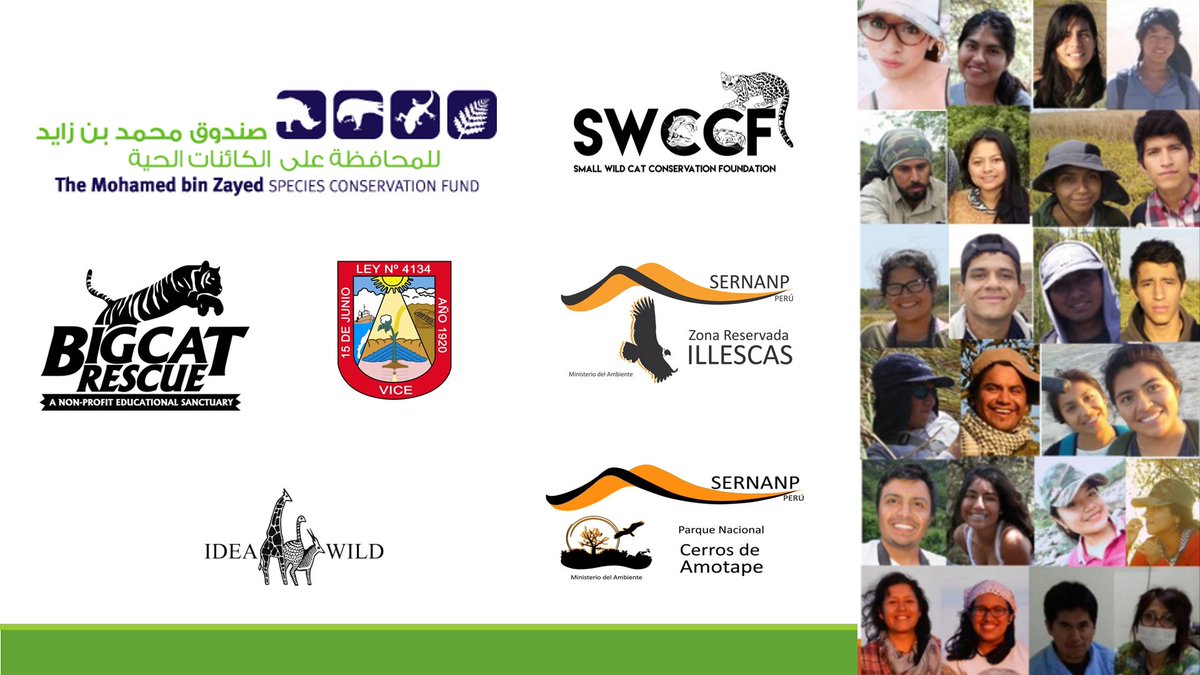 alvaro_garcia_o's tweet photo. If you want to listen 17 minutes of our #PeruvianDesertCat project, you can watch the talk on this link https://t.co/shh1OGdRCS and go to the minute 42 to practice your Spanish 😉 @CindyM_Hurtado. Thank to @BigCatRescue, @IDEAWILD, @smallwildcats https://t.co/JDnvaPKwQN