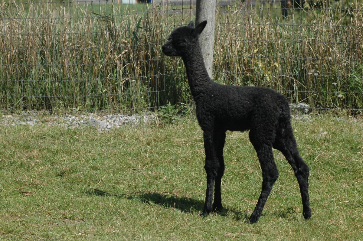 OldMillAlpacas's tweet photo. This little guy's got presence, just like his dad!

You can still vote on his name here: https://t.co/VQfarl1uZv

#OldMillAlpacas #AlpacaOntario #BabyAnimals https://t.co/tK80nCmSdw