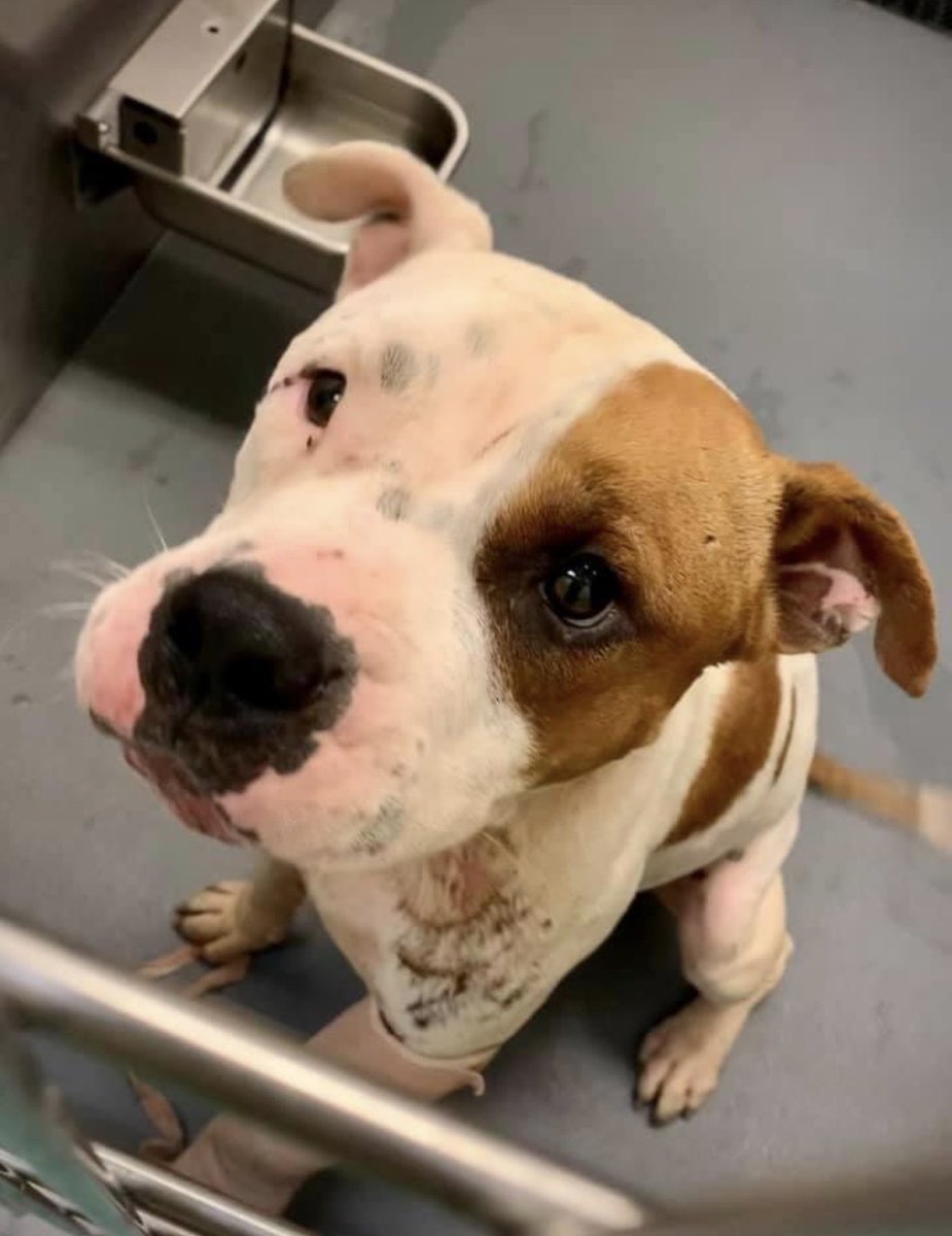 reddogsusie's tweet photo. #TN #MEMPHIS
🆘🆘SPECIAL PLEA - STILL THERE Don Juan 3yo boy HAS LEG INJURY This is one happy wiggly boy who is pure love! He needs out of here fast!! Pls #RESCUE #FOSTER #PLEDGE PLEASE HELP HIM #MASA713 https://t.co/xAhK0XHa5Z