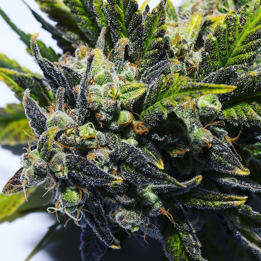 NicolasWeed11's tweet photo. Plan beuh shit et hash disponible
Snap: boby_ryan2020
#equipedefrance #weed #beuh #shit #cocaine #drogue #Paris #Nantes #Toulouse #bordeaux #Nice06 #Marseille #Rennes #Lorient #Quimper #Strasbourg #Lille #Cherbourg #Avigno #Annecy_live #Annecy https://t.co/cI1vjlRqU1