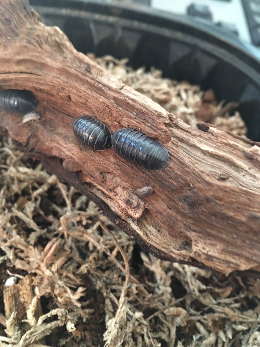 TricaudaeStudio's tweet image. I was sprucing up my pet isopods’ enclosures with sterilized leaves and bark, and I found MANCAE!!! Mancae are the post-larval juvenile stage of crustaceans, which include land isopods. I love these gunmetal beauties. (Armadillidium depressum). #InvertPets #Isopods #scicomm