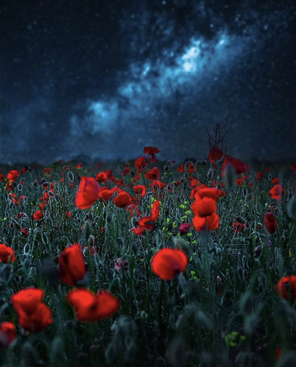 ❌ Congrats on your feature!
🔷 Tag #CreativeContentBuilders for a chance to be featured!
📕 Creator: Olioptic
#photography #photog #photogs #photo #foto #camera #photooftheday #Composition  #ccbports #ccbtravels #longexposure #Astrophotography #NightPhotography #Flowers #Photos