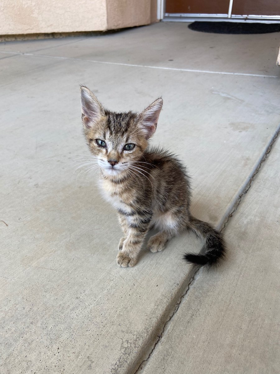 Is there anyone that would adopt this kitten? She’s so cute and cuddly but my mom won’t let me take her in. Even if you can’t take her in, pls share this maybe someone on your tl might want to give her a forever home 🖤✨