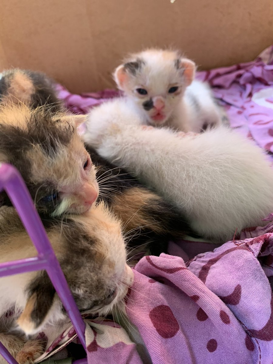 ✨ Merawat Bayi Kucing Tanpa Induk ✨

Karena baru pertama kali merawat bayi kucing tanpa induk, thread ini bersifat sharing informasi. Sangat diharapkan ada yang mau memberi masukan/tips lain 😊 

Untuk kebutuhan dibawah akan disertakan juga harga &amp; tempat membelinya☺️