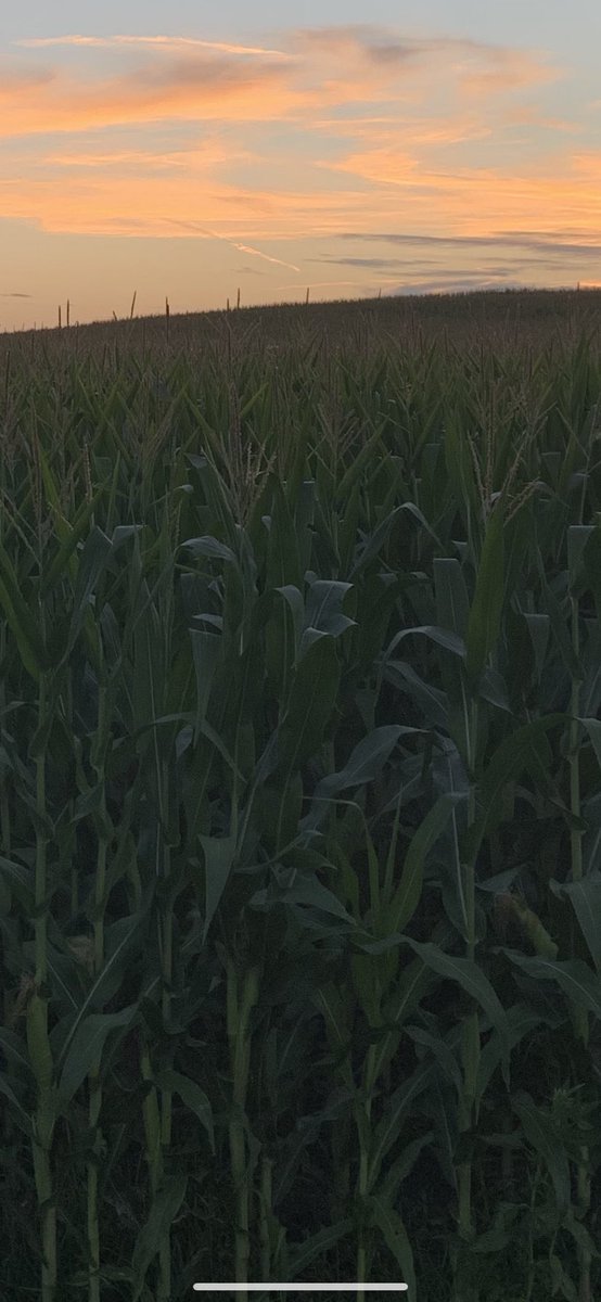 RandyHeideman1's tweet photo. Miravis Neo staying green!
#SeeingGreenContest @SyngentaUS https://t.co/jfGWNhaWu4