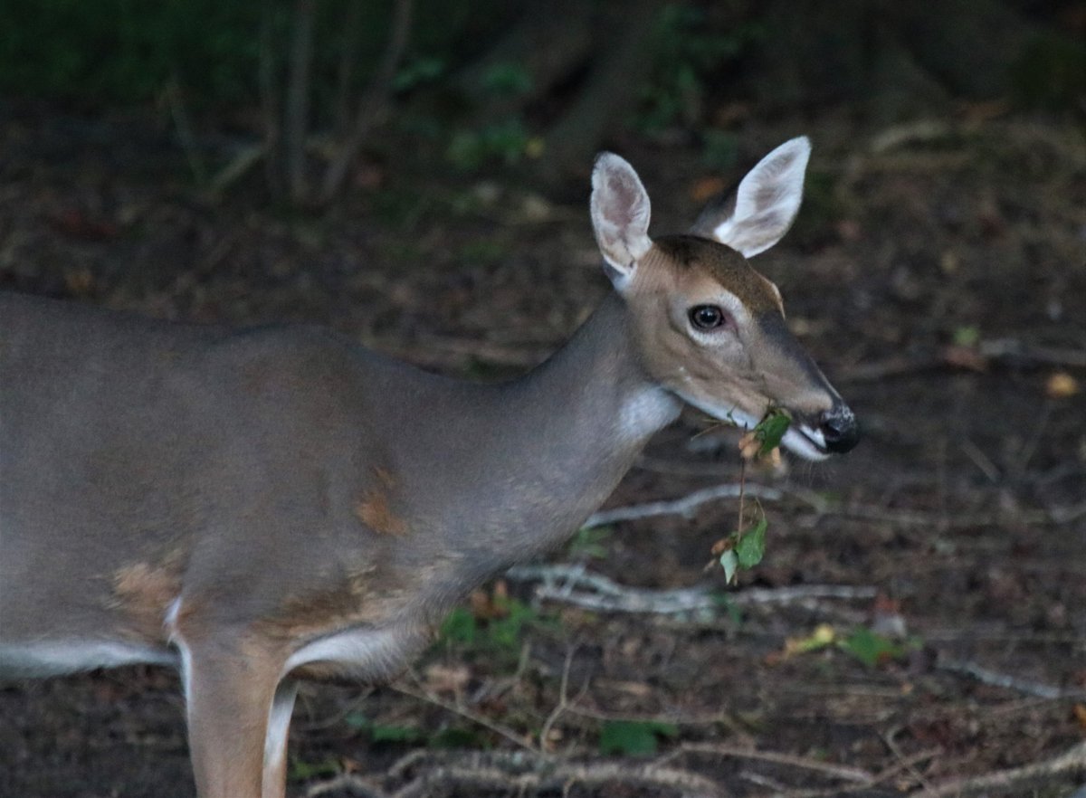 GStephenson_Wx's tweet photo. Someone is having "salad" for dinner.#SpectrumNews1 #OhDeer #Deer #EatingHealth https://t.co/EzfIEzh9v7