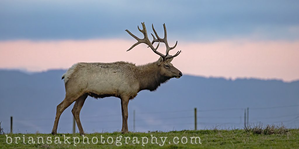 bpsak's tweet photo. Photo of the Week. Tule Elk Bull. See full size image => https://t.co/RZbWXTWZXp
#tuleelk #pointreyes #nationalseashore #wildlife #wildlifephotography #travelphotography #travelblogger #photooftheweek #pictureoftheweek #canon #canonusa #canonphotography #teamcanon #mycanonstory https://t.co/1edknR6zPq