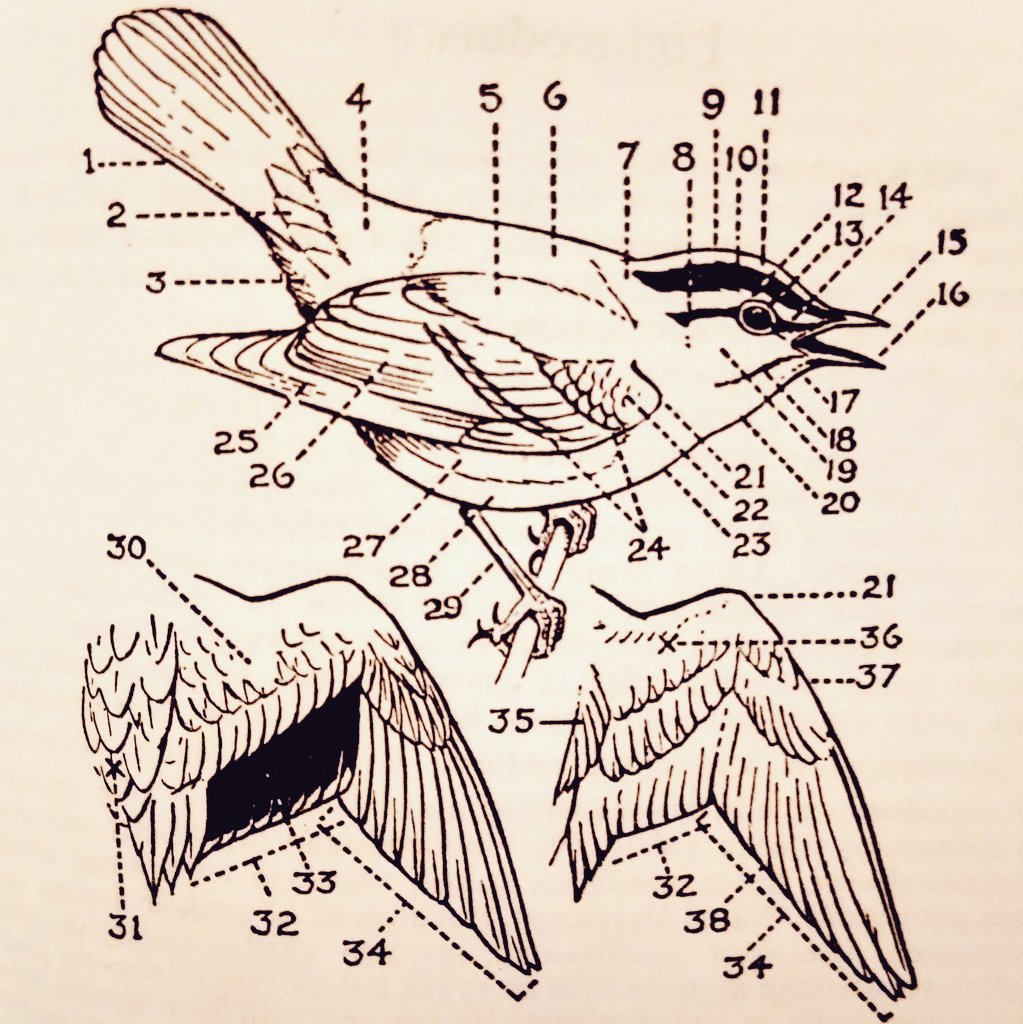Anyway, yesterday's flea market find was a book about European birds, from 1962. Here's a cool chart. 