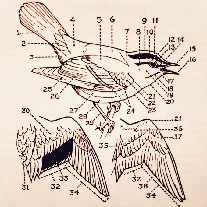 Anyway, yesterday's flea market find was a book about European birds, from 1962. Here's a cool chart. 