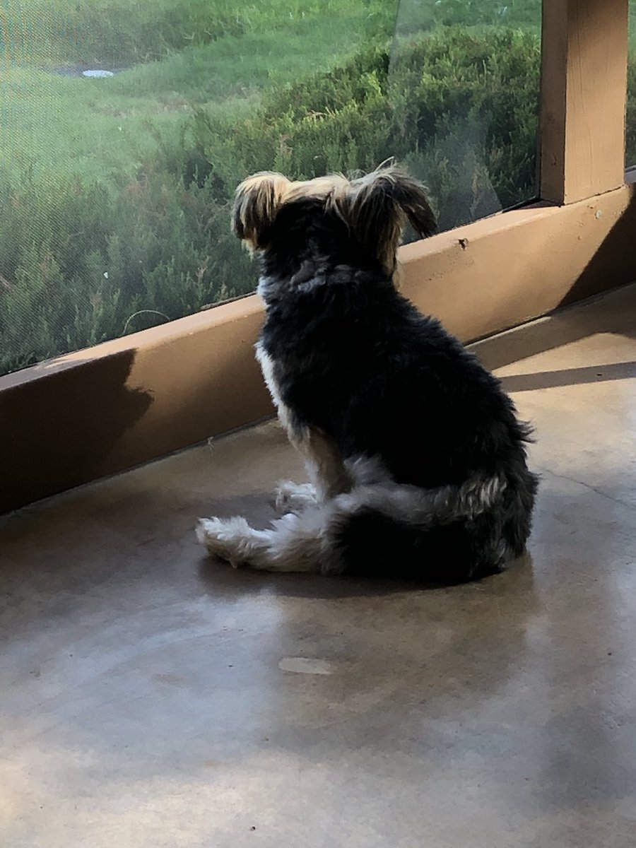 CSM_Mac's tweet photo. Pic of Soho relaxing a bit after a busy day of exploring #FrontierLiving @OfficialFtSill. He mentioned we should maybe Kayak at LETRA later this month. I’m not sure he understands my future ACFT score will THFHS. https://t.co/z7GOYNbs1n