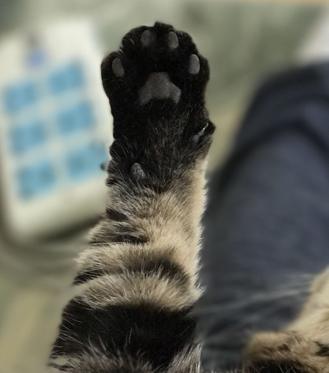 BeijingBrudders's tweet photo. Urrrrgh morning luvlies β€β Could someone please pull the chain and stop the train before we reach Monday???π΄ππ²
#CatsOfTwitter
#CatsOfTheQuarantine
#MondayMood
#tired
#TurningtheClockBack
#TABBY https://t.co/PfAtXvgBTE