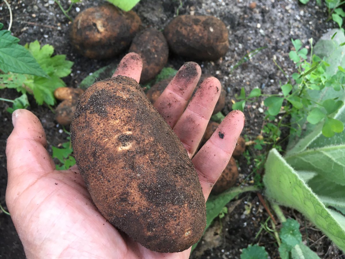 EarthseedDet's tweet photo. Check it out! Potates!! I grew these from some old potatoes that had started sprouting in the house. They would’ve gone in the trash so this is definitely recycling! #potates #potatoes #gardening #blackgardenjoy #blackgardenmagic #earthseeddetroit #vandelea #igrewdis #dirty https://t.co/IUwMSFZ5hm
