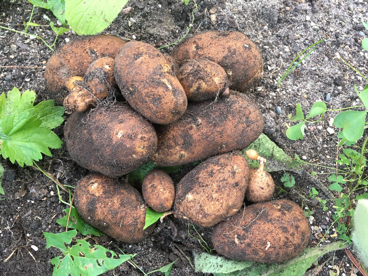 EarthseedDet's tweet photo. Check it out! Potates!! I grew these from some old potatoes that had started sprouting in the house. They would’ve gone in the trash so this is definitely recycling! #potates #potatoes #gardening #blackgardenjoy #blackgardenmagic #earthseeddetroit #vandelea #igrewdis #dirty https://t.co/IUwMSFZ5hm