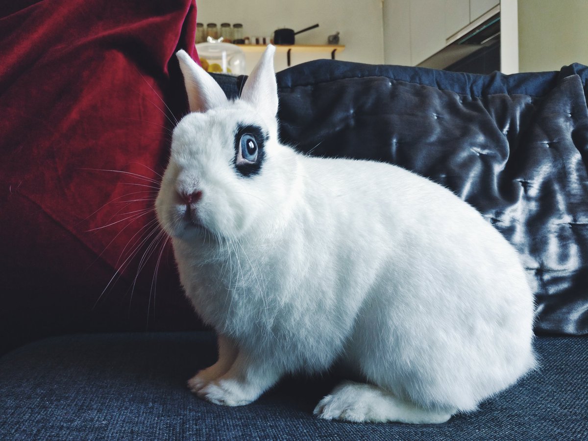 blackwoolsays's tweet photo. #gothrabbit 🧛 https://t.co/qIDfYS5HyM