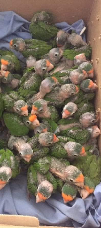 antero_carmona's tweet photo. ¿SABÍAS QUÉ? 
El tráfico ilegal de vida silvestre afecta la tasa reproductiva de una especie, ya que la proporción de hembras y machos extraída puede aumentar fuertemente la fragilidad reproductiva. Factor que afecta de manera significativa a poblaciones completas. https://t.co/enkd29FKjb
