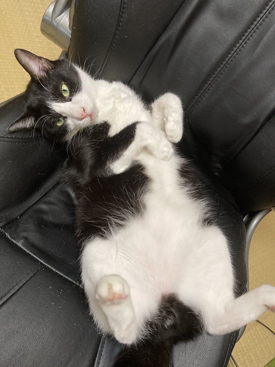 corocorocat's tweet photo. 最近はがんもに椅子を取られっぱなしで、折りたたみの小っちゃい椅子しか使わせてもらえない俺。

#エイズキャリアは普通の猫
#猫のがんも
#保護猫 https://t.co/JnEoB0rjsE