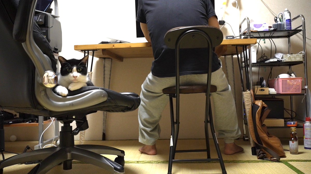corocorocat's tweet photo. 最近はがんもに椅子を取られっぱなしで、折りたたみの小っちゃい椅子しか使わせてもらえない俺。

#エイズキャリアは普通の猫
#猫のがんも
#保護猫 https://t.co/JnEoB0rjsE