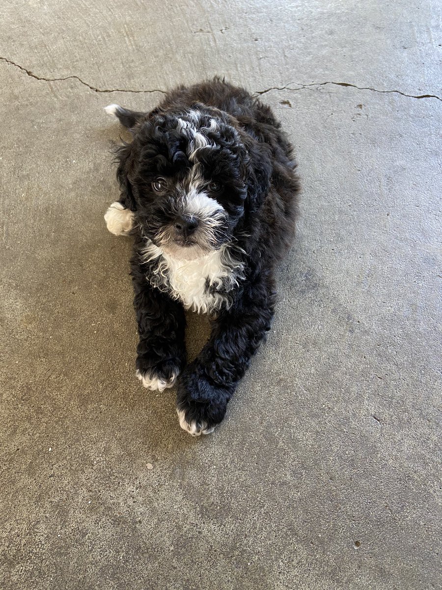 David_Summers81's tweet photo. Welcoming the newest member of the Summers family. Say hello to Leo.
#filltheemptynest https://t.co/Ba07ibOFCh