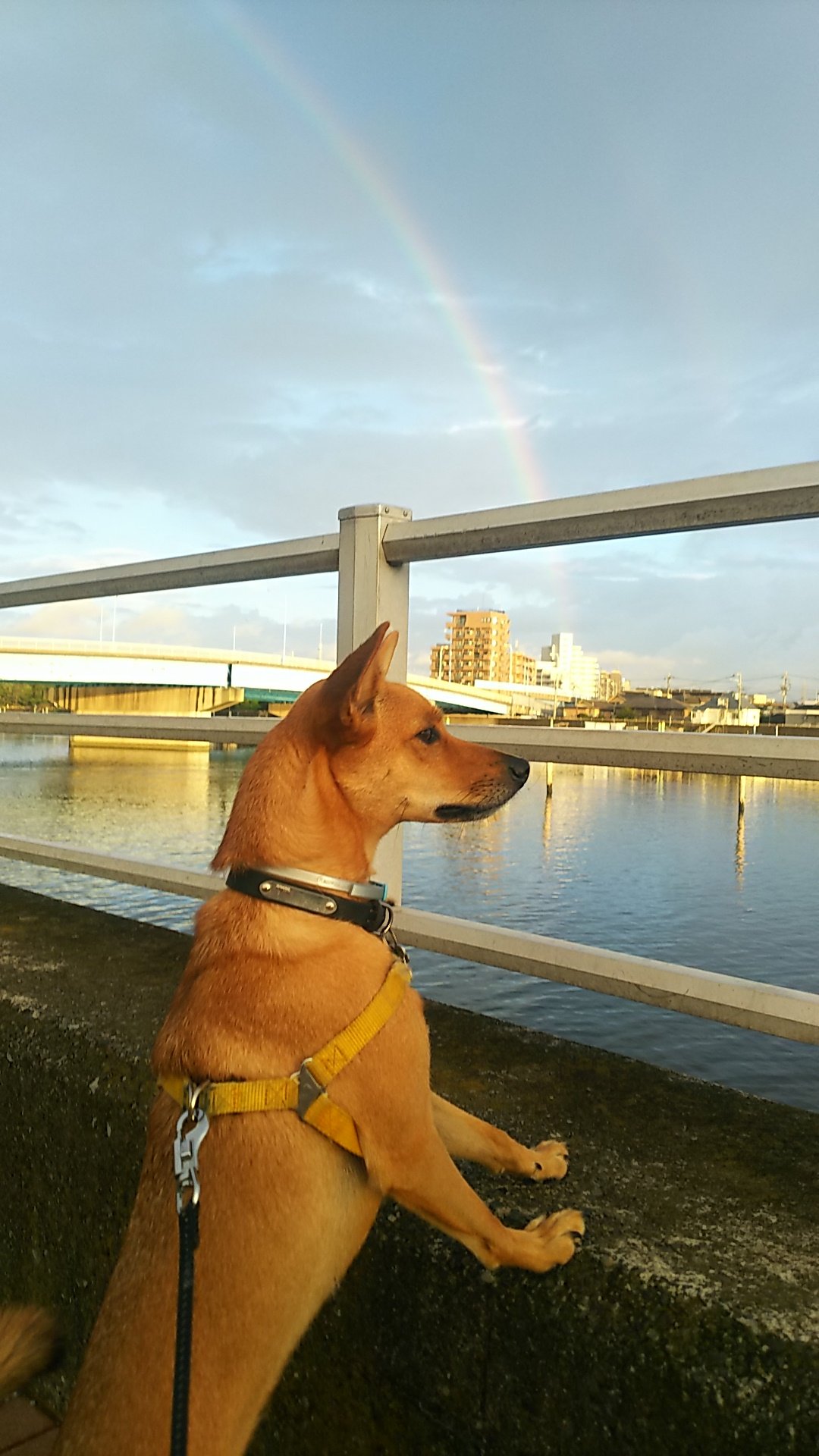 コマさん 犬ネタ 今朝の巡回secoma 虹添え コマちゃん 保護犬 愛犬 雑種犬 Secom 湾岸警備 虹の架け橋 朝んぽ T Co Zkv55wxblr Twitter