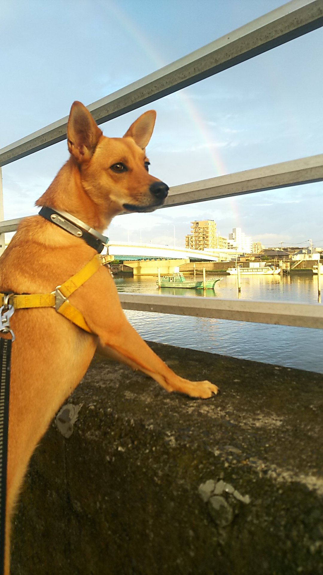 コマさん 犬ネタ 今朝の巡回secoma 虹添え コマちゃん 保護犬 愛犬 雑種犬 Secom 湾岸警備 虹の架け橋 朝んぽ T Co Zkv55wxblr Twitter