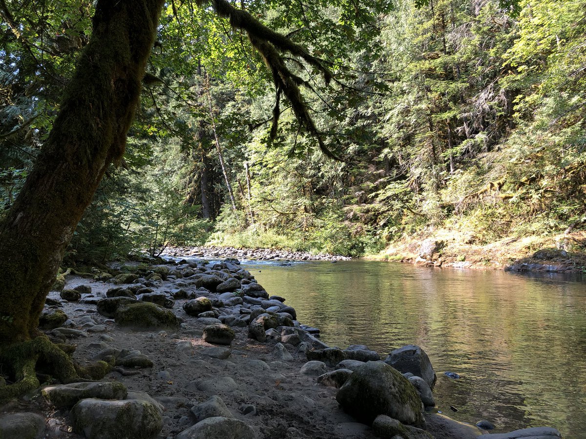 ForestServiceNW's tweet photo. Trees are simply amazing! #DYK Each year in the U.S. alone, trees absorb 17.4 million tons of air pollutants, preventing 670,000 cases of asthma?! Help us plant 1 trillion trees by joining the movement. https://t.co/ue6o7WHwjQ #HugaTree https://t.co/oh1DOpXA2t
