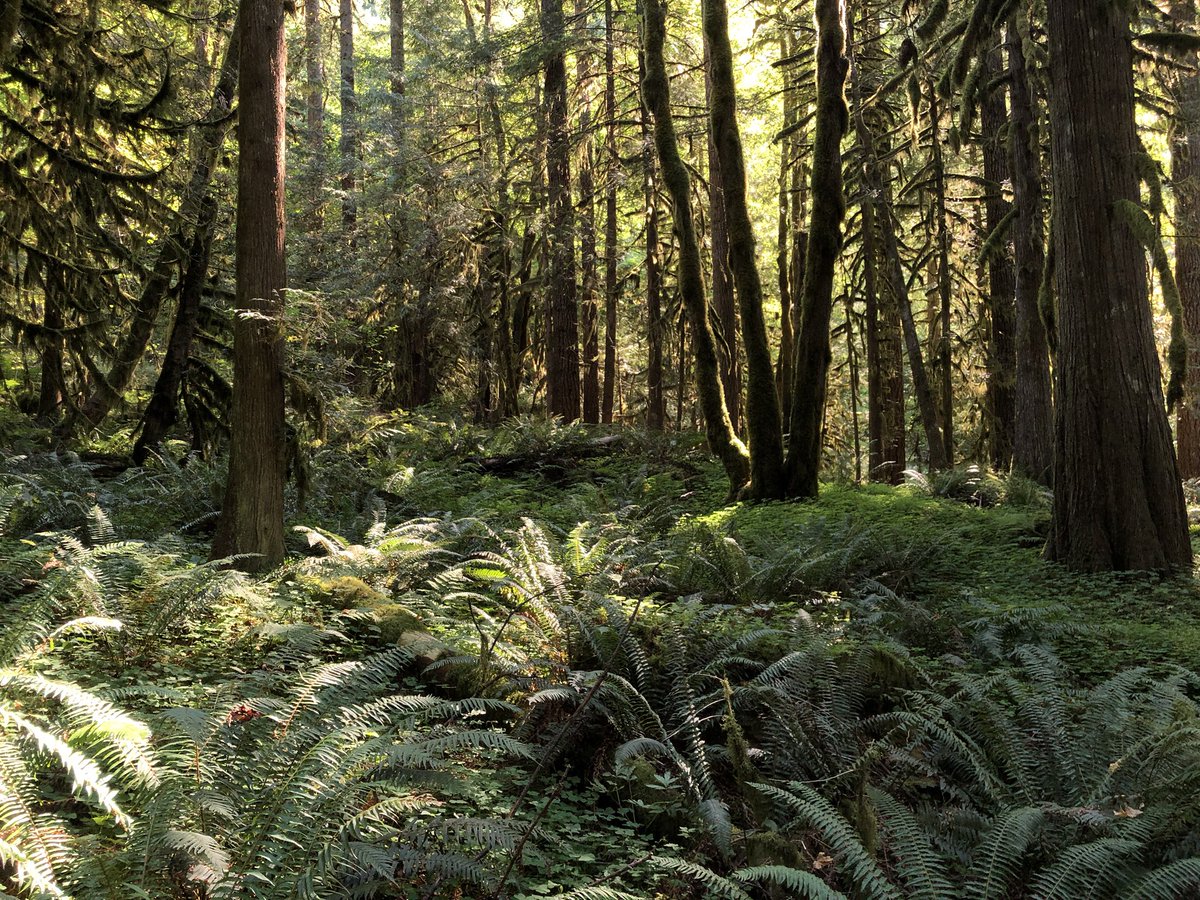 ForestServiceNW's tweet photo. Trees are simply amazing! #DYK Each year in the U.S. alone, trees absorb 17.4 million tons of air pollutants, preventing 670,000 cases of asthma?! Help us plant 1 trillion trees by joining the movement. https://t.co/ue6o7WHwjQ #HugaTree https://t.co/oh1DOpXA2t