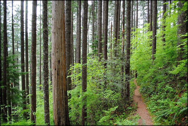ForestServiceNW's tweet photo. Trees are simply amazing! #DYK Each year in the U.S. alone, trees absorb 17.4 million tons of air pollutants, preventing 670,000 cases of asthma?! Help us plant 1 trillion trees by joining the movement. https://t.co/ue6o7WHwjQ #HugaTree https://t.co/oh1DOpXA2t