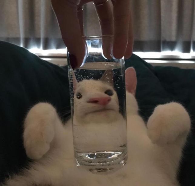 gatitos_qctd's tweet photo. https://t.co/lq8VK2bOa4