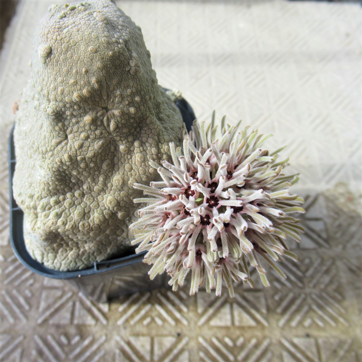 たわし集め Tawashi Atsume 花は臭いでハエをおびき寄せる 𝑷𝒔𝒆𝒖𝒅𝒐𝒍𝒊𝒕𝒉𝒐𝒔 𝒈𝒊𝒈𝒂𝒔 今年に入って3回目の開花 多肉植物 ガガイモ プセウドリトス