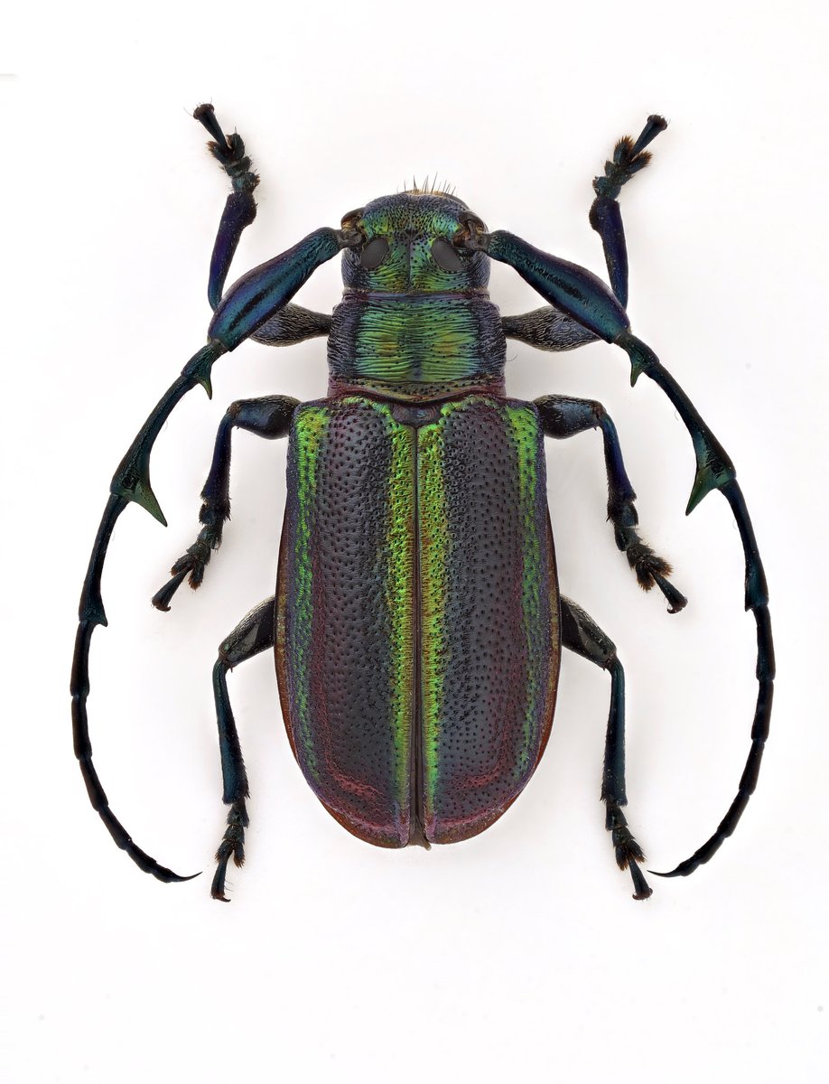 南米のサソリカミキリの一種。Hoplistocerus refulgens です。サソリ