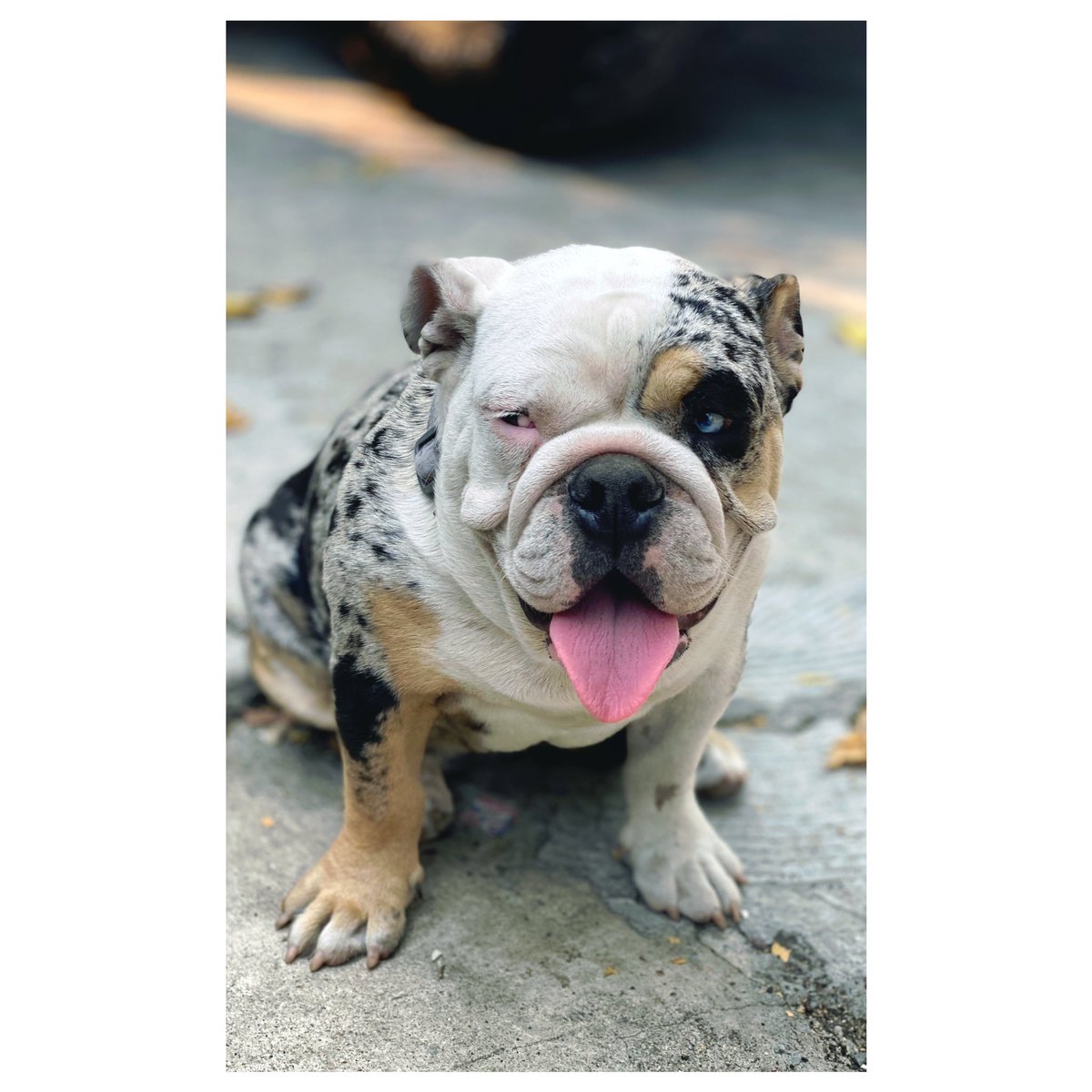 PlazaBulldogs's tweet photo. #Plazabulldogs #englishbulldog #merlebulldog #blackandwhitedog https://t.co/JJ8YZnFnM5