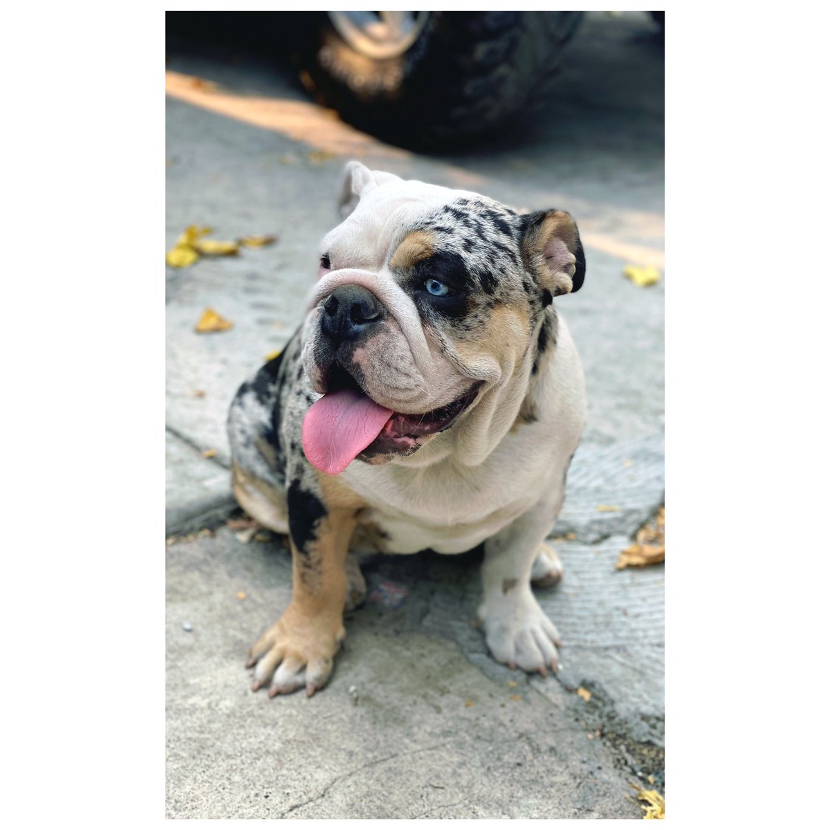 PlazaBulldogs's tweet photo. #Plazabulldogs #englishbulldog #merlebulldog #blackandwhitedog https://t.co/JJ8YZnFnM5