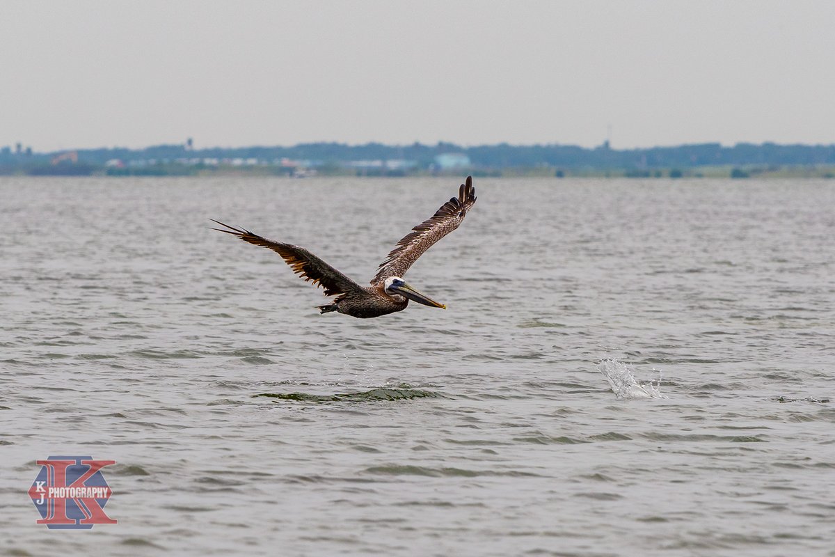 kjkbeeville's tweet photo. Fave four from my trip out on the boat for our upcoming hunting and fishing guide https://t.co/t9LrbNl40p
