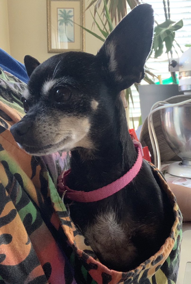 HiEdlin's tweet photo. Hey guys my dog is missing in Greenfield. Can you share and repost. She goes by Mona and is very small and sick. 
She’s black and has a hot pink collar. 
Any information helps. https://t.co/7M1UuPkfWD