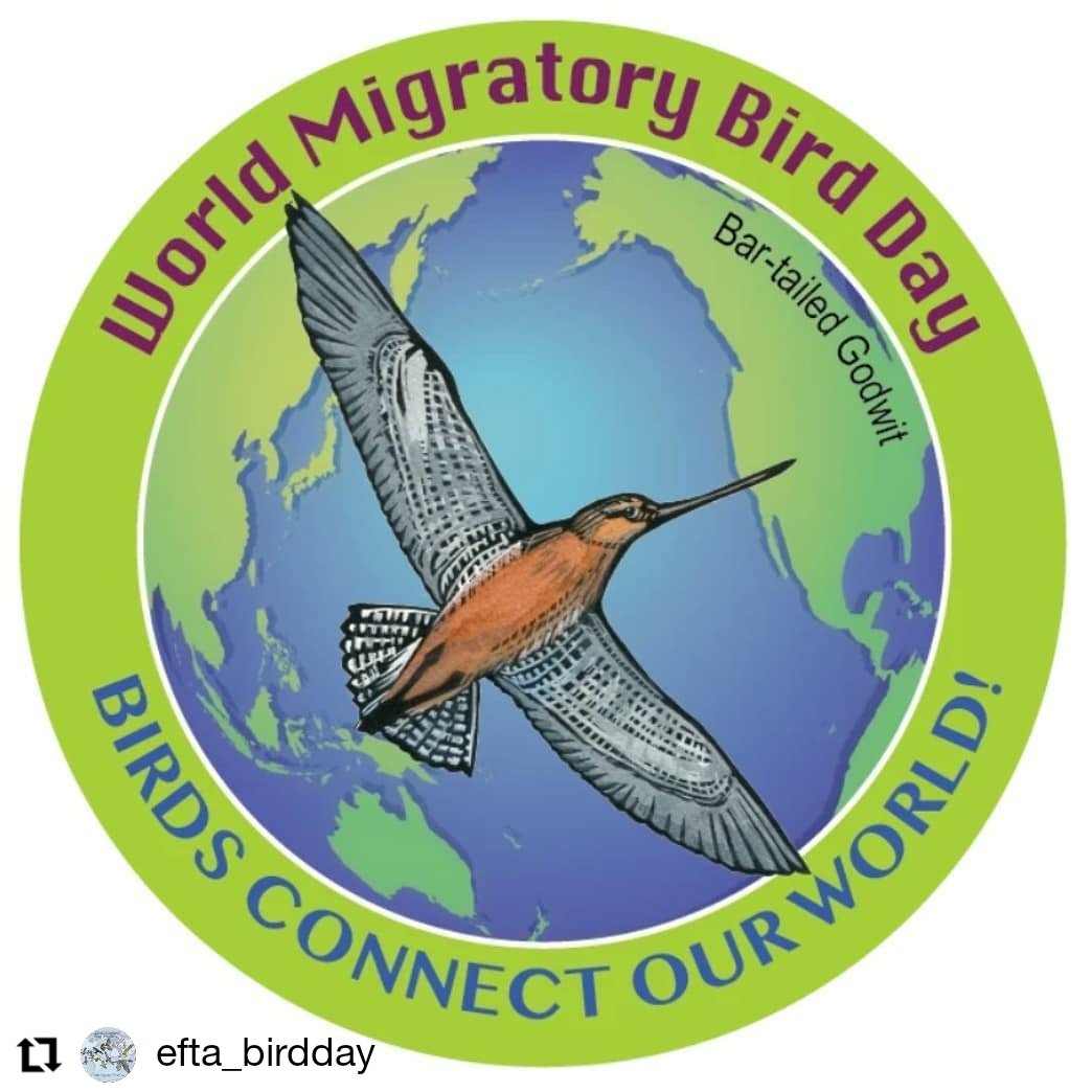 adoptabosque's tweet photo. Feliz #DíadelasAvesPlayeras
El ave Limosa lapponica, especie focal #DMAM2020, ilustra el espectacular fenómeno de la migración al Volar sin escala 8 días para cubrir más de 11,265 Km sobre el agua sin comer y conecta 23 países en la ruta migratoria de Asia oriental-Australasia https://t.co/qymHeYxxNZ
