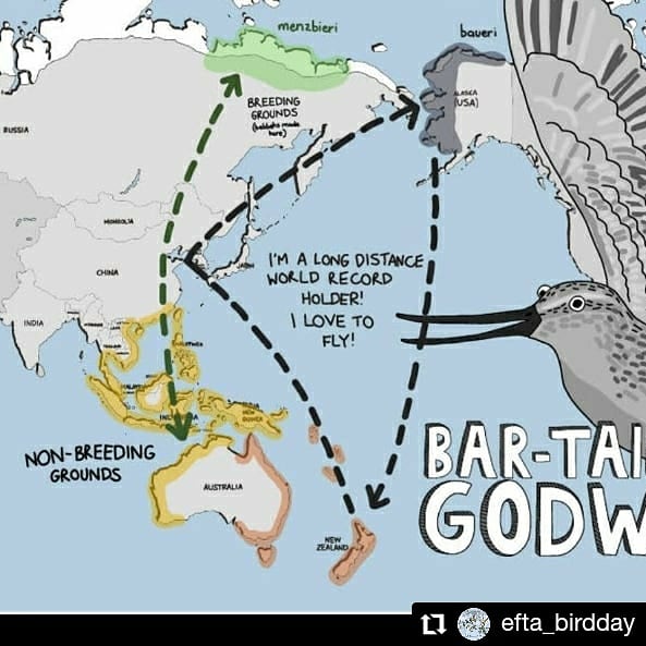 adoptabosque's tweet photo. Feliz #DíadelasAvesPlayeras
El ave Limosa lapponica, especie focal #DMAM2020, ilustra el espectacular fenómeno de la migración al Volar sin escala 8 días para cubrir más de 11,265 Km sobre el agua sin comer y conecta 23 países en la ruta migratoria de Asia oriental-Australasia https://t.co/qymHeYxxNZ