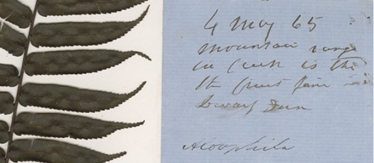 Frank Udovicic (@drfusays) on Twitter photo Papers published by <a href="/RBG_Victoria/">RBG Victoria</a> Honorary Associate, Sara Maroske & <a href="/aust_trop_herb/">Australian Tropical Herbarium</a> John Dowe:
John #Dallachy (1804–71): from gardener to botanical collector publish.csiro.au/hr/Fulltext/HR… & on Dallachy's collecting botanical specimens at Rockingham Bay publish.csiro.au/hr/Fulltext/HR… Papers published by <a href="/RBG_Victoria/">RBG Victoria</a> Honorary Associate, Sara Maroske & <a href="/aust_trop_herb/">Australian Tropical Herbarium</a> John Dowe:
John #Dallachy (1804–71): from gardener to botanical collector publish.csiro.au/hr/Fulltext/HR… & on Dallachy's collecting botanical specimens at Rockingham Bay publish.csiro.au/hr/Fulltext/HR…