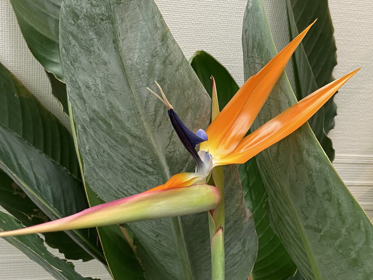 Miyazono Kenichi 会社のホールでゴクラクチョウカ 極楽鳥花 の花が開いている 鳥の頭のようなきれいな形 南アフリカ原産で 運気を高める植物だという