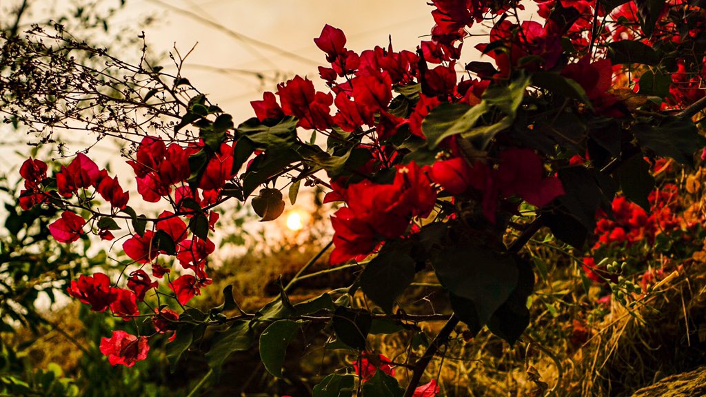 Smoke from the #valleyfire in Rolando.