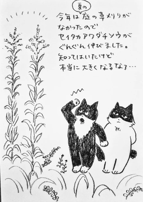 今は、もう頭が重くなってみんなお辞儀しています。そりゃそうだわな〜🌲🐿️🌲 