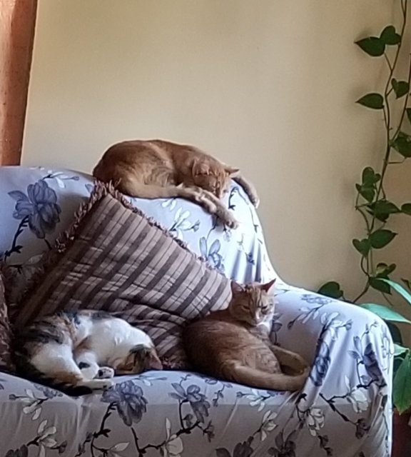 YaRabbiiiiiiii's tweet image. Thank you, @cullen_lilley!
1) Farzana Arab
2) Medical Laboratory Science Graduate Trainee, #PathMatch21 applicant
3) Wellness: Spending time w/ kids + cats, iced coffee, traditional indian food, crochet &amp;amp; @yogawithadriene 
@Vijuananthan @barkanga @Patho_mon @CorgilobacterJ
