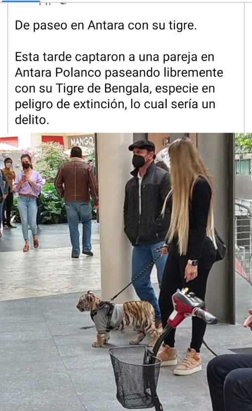 prensaanimal4's tweet photo. #BuenasNoches #EnRedSocial
En Antara en #Polanco @AlcaldiaMHmx una mujer pasea con cachorro de tigre de bengala en peligro de extinción qué va hacer ? @PROFEPA_Mx
Qué opinan?
#Consulta https://t.co/TWDrylI9ur https://t.co/fapzDY2zwA